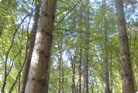 Mixed forest in Romania are at altitudes of 600 to 1200 meters.